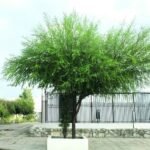 Fomentan el uso responsable de árboles en Torreón para proteger el ecosistema