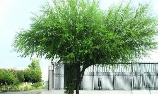 Fomentan el uso responsable de árboles en Torreón para proteger el ecosistema