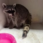 Ecología de Gómez Palacio protege a mapache asustado en casa del Campestre
