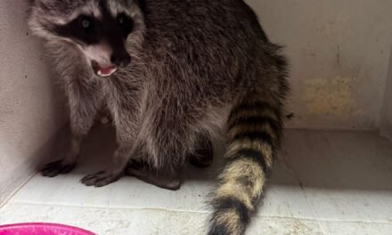 Ecología de Gómez Palacio protege a mapache asustado en casa del Campestre