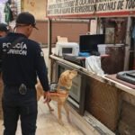 Agente Arturo localiza marihuana en Mercado Alianza de Torreón