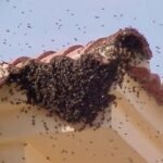 Autoridades de Gómez Palacio piden cuidar y reportar los panales de abejas