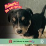 Fiesta de Adopción Canina en Torreón: una oportunidad de amor