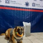 Olivia, can policía de Torreón, vuelve a detectar droga en paquetería