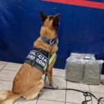 Unidad Canina de Torreón vela por la seguridad: Noah detecta marihuana