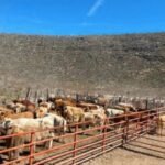 Ganaderos de Coahuila siguen sin fecha para reanudar exportaciones a EU
