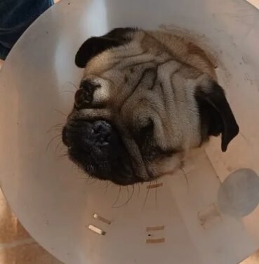 Multa histórica en Torreón: sancionan a guardería canina por maltrato animal