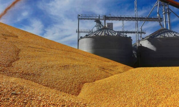 México acata fallo del TMEC y levanta restricciones al maíz transgénico y glifosato