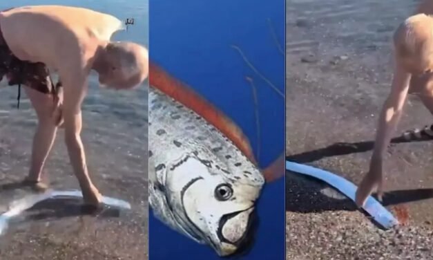 Avistamiento de pez remo en Baja California Sur desata especulaciones sobre desastres naturales