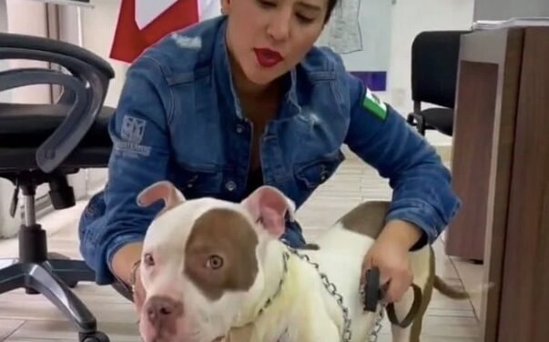 El abandono de Thor: el perro rescatado por Sandra Cuevas que terminó olvidado en la alcaldía de Cuauhtémoc