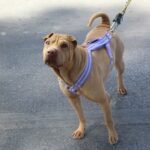 Invitan a dueños de mascotas a seguir medidas en el Paseo Colón de Torreón