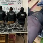 Detienen en Sonora a un hombre con 32 kilos de fentanilo ocultos en un cargamento de nopales