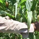 Crisis en el campo lagunero: reducen a la mitad el agua para cultivos por sequía