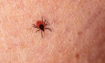 Alertan por casos de Rickettsia en Coahuila; van cuatro confirmados y dos muertes en 2024