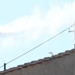 Habemus Papam: elegido el nuevo pontífice tras cuatro votaciones en el cónclave más multicultural de la historia