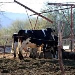 Coahuila exige acciones federales para frenar plaga del gusano barrenador y reactivar exportación ganadera