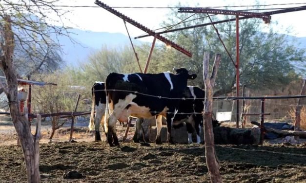 Coahuila exige acciones federales para frenar plaga del gusano barrenador y reactivar exportación ganadera
