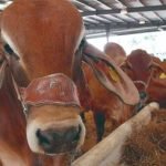 Productores ganaderos de Coahuila urgen a autoridades levantar cierre fronterizo con EU