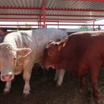 Ganaderos de La Laguna advierten riesgo por expansión del gusano barrenador