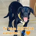 Histórica sentencia en Torreón por maltrato animal: tres años de prisión sin beneficio de libertad