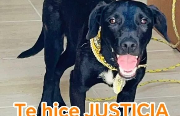 Histórica sentencia en Torreón por maltrato animal: tres años de prisión sin beneficio de libertad