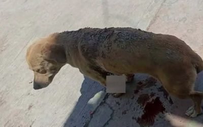 Indignación en redes por ataque con arma a un perro en ejido El Perú, Torreón
