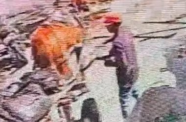 Denuncian ante Fiscalía de Coahuila al presunto agresor de caballo en Torreón