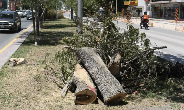 Torreón suspende tala en bulevar Independencia; árboles serán trasplantados