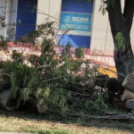 Removerán 51 árboles por obras en calzada Abastos en Torreón; expertos advierten que no es temporada ideal