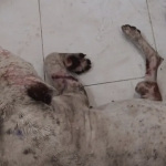 Investigan a mujer por brutal ataque con machete contra ‘Chato’, un perro en Torreón