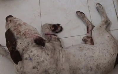 Investigan a mujer por brutal ataque con machete contra ‘Chato’, un perro en Torreón
