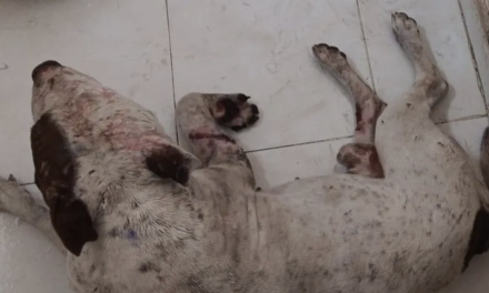 Investigan a mujer por brutal ataque con machete contra ‘Chato’, un perro en Torreón