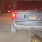 Detienen en Torreón a hombre que arrastró a un perro con su camioneta; enfrentará cargos adicionales