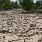 Sequía extrema persiste en La Laguna: “Estamos en rojo”, alerta Conagua