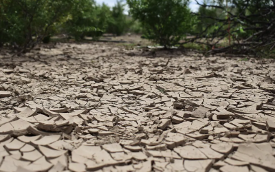 Sequía extrema persiste en La Laguna: “Estamos en rojo”, alerta Conagua