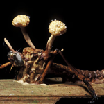 Bichos zombis: el inquietante mundo de los parásitos que controlan a sus víctimas