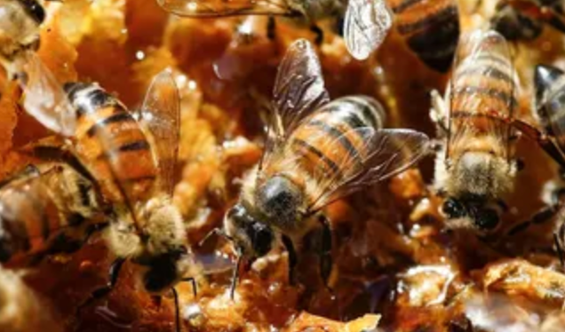 Colapsa la apicultura en La Laguna: desaparecen hasta 50% de las abejas