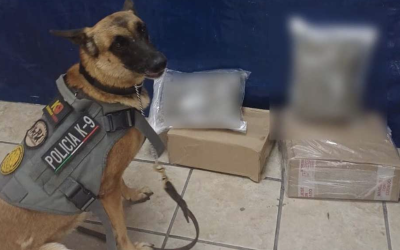 “Olivia”, la perrita K9 que detectó un paquete con marihuana en negocio de paquetería en Torreón