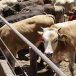 Ciudad Acuña estrenará puerto cuarentenario para exportación de ganado el 18 de agosto