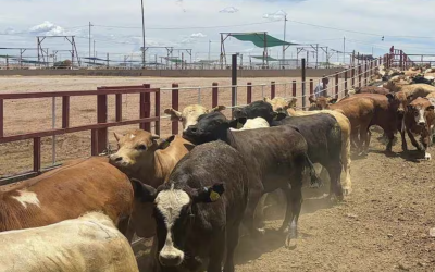 Coahuila propone plan emergente para engorda de becerros ante cierre de exportación