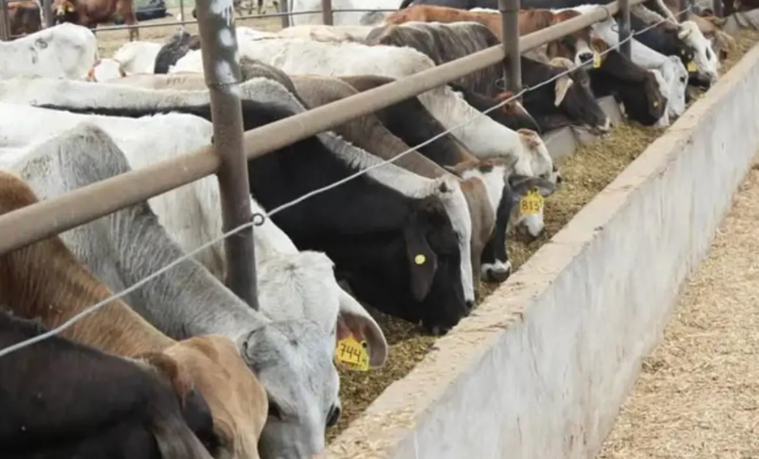 Muere mujer de 86 años por infección de gusano barrenador; suman 35 casos de miasis en México