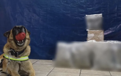 Operativo K-9 detecta marihuana en empresa de paquetería en Torreón;  venía de Puebla