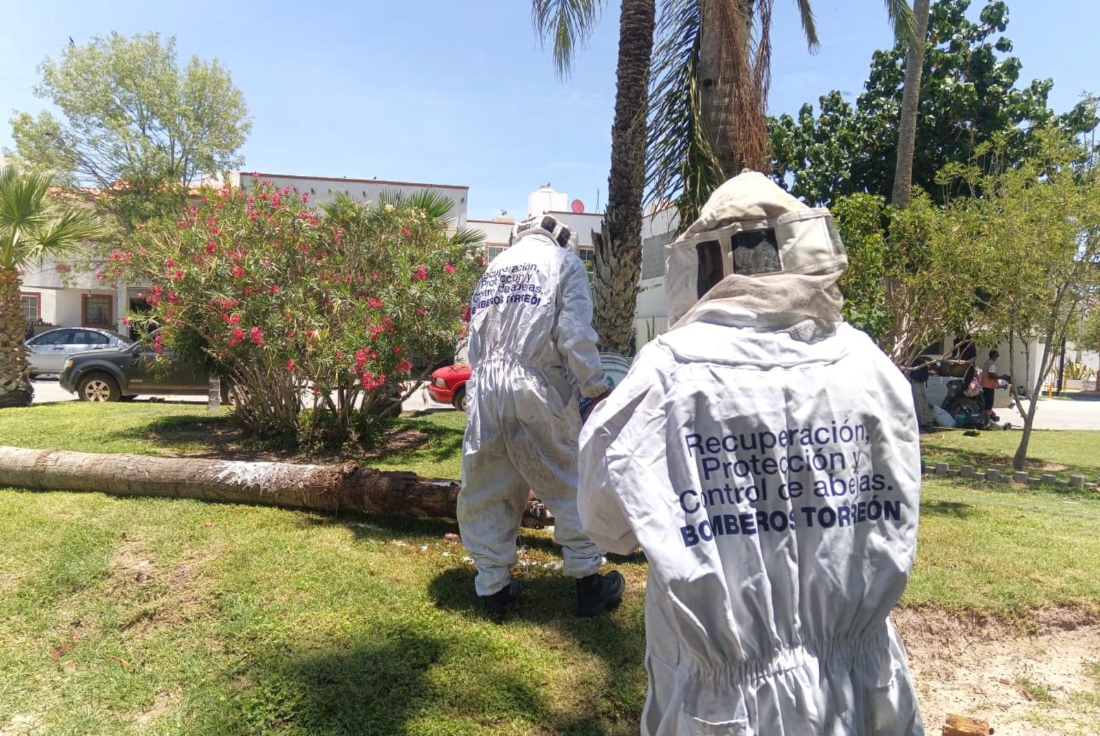 Torreón atiende más de 570 reportes de abejas en lo que va del año