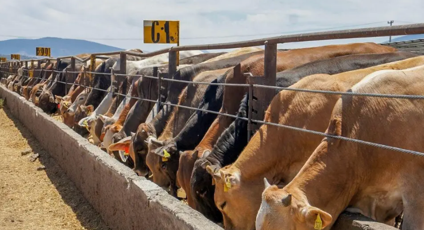 Coahuila apuesta por exportar carne procesada ante cierre fronterizo de ganado vivo