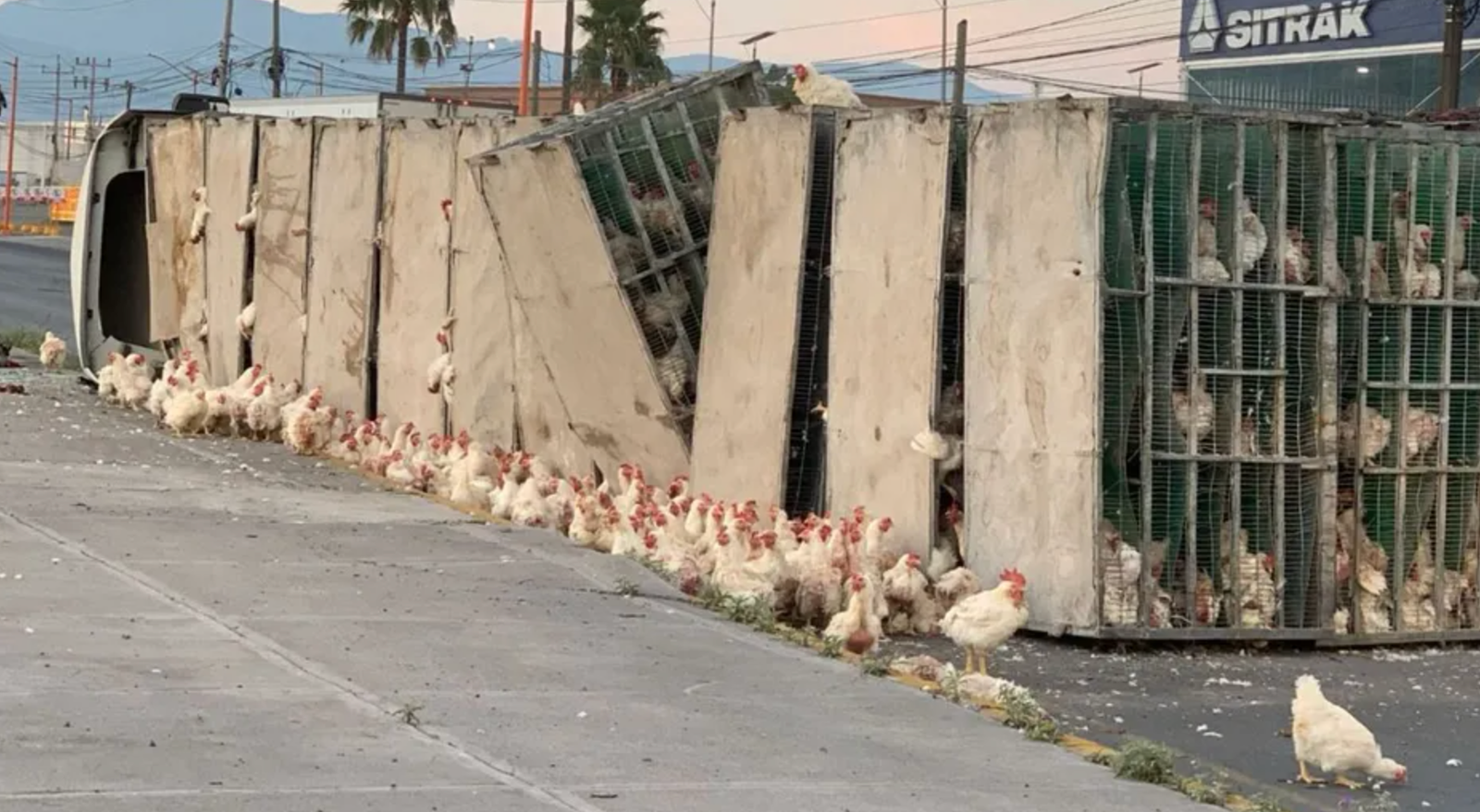Volcadura de tráiler con gallinas deja varias aves muertas y conductor lesionado en la Saltillo-Monterrey