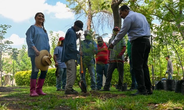 Segunda etapa de reforestación en la Plaza de Armas de Lerdo impulsa áreas verdes y Ciudad Jardín