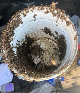 Ayuntamiento de Gómez Palacio difunde protocolo para manejo seguro de enjambres de abejas