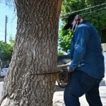 Retiran árboles secos en Lerdo para prevenir riesgos y dar paso a nueva reforestación