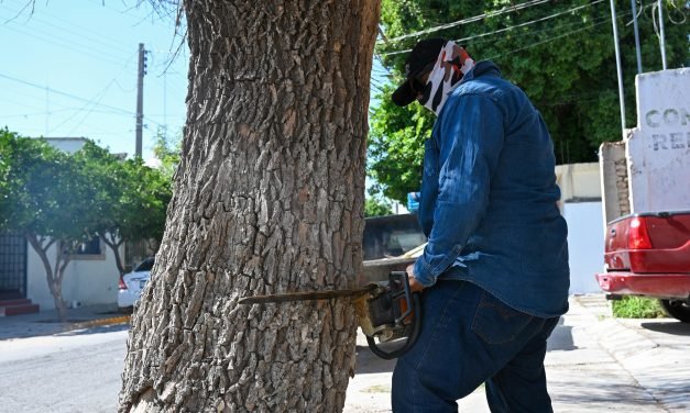Retiran árboles secos en Lerdo para prevenir riesgos y dar paso a nueva reforestación