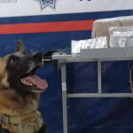 Agente canino Noah asegura paquete con marihuana en Torreón